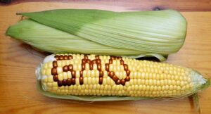 GMO rosja zakaz