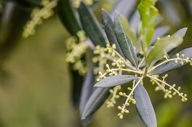 Liść oliwny - niezwykła siła lecznicza starożytnego lekarstwa