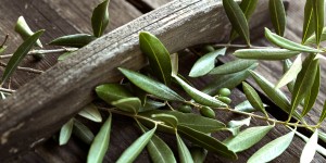 Liść oliwny wlasciwosci i zastosowanie