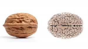 Orzech mózg