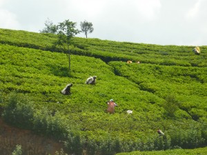 plantacja herbaty sri lanka