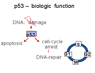 gen p53