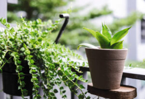 Jakie rośliny doniczkowe najlepiej oczyszczają powietrze w mieszkaniu? 