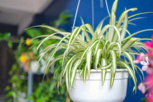 zielistka rośliny oczyszczają powietrze