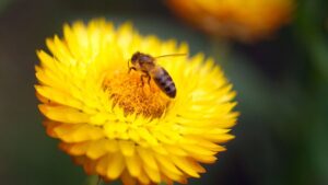 Pszczoły masowo giną – stan alarmowy w ulach na całym świecie