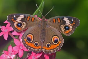 Motyle a homeopatia