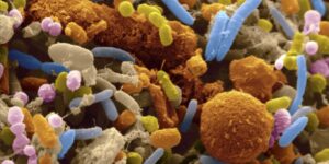 bakterie a wirusy różnica 