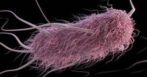 bakteria e coli