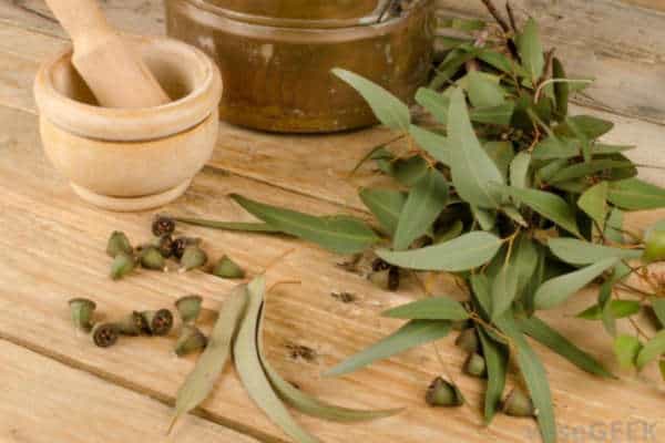 Olejek eukaliptusowy właściwości jak stosować