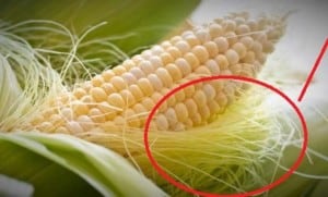 znamiona kukurydzy wąsy właściwości