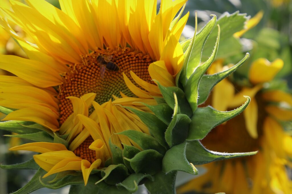 Słonecznik - kwiat słońca. Receptury lecznicze z kwiatów i pestek
