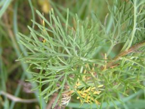 bylica boże drzewko Artemisia abrotanum