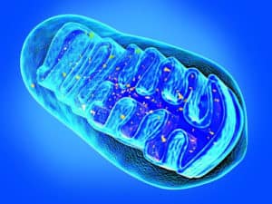 mitochondria dieta suplementy 