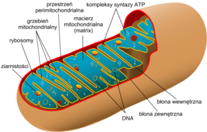 mitochondria, mitochondrium 