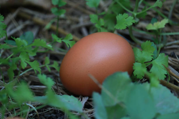 Po czym rozpoznać dobre, świeże jajka i jak je przechowywać?