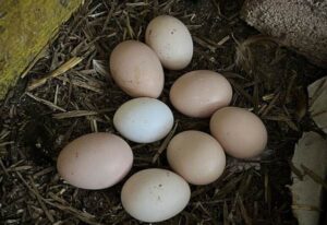 rozpoznawanie wiejskich jajek