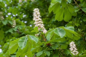 Kwiaty kasztanowca, liście i młode owoce - receptury lecznicze