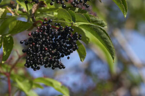 Owoce czarnego bzu - przepisy na domowe przetwory 