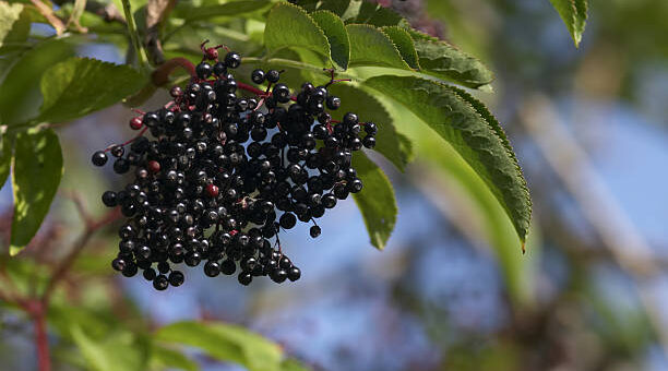 Owoce czarnego bzu - przepisy na domowe przetwory