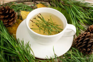 Herbatka z igieł sosnowych i inne sprawdzone receptury z gałązek sosny