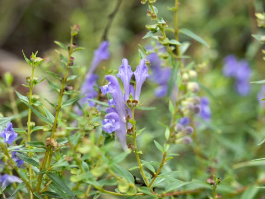 Tarczyca bajkalska Scutellaria baicalensis