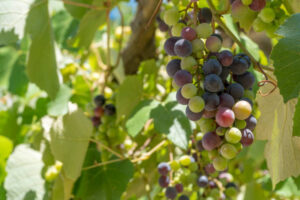 winogrona, liście winorośli
