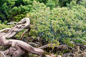Juniperus communis jałowiec pospolity