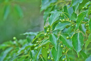 Cinnamomum camphora olejek kamforowy