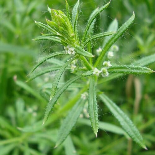 przytulia czepna marzanka na układ limfatyczny i węzły chłonne