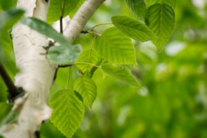 Liście brzozy - wiosenne kuracje i właściwości majowych listków