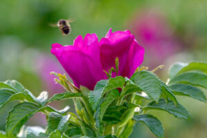 Kwiaty dzikiej róży dla urody, zdrowia, relaksu i w kuchni. Przepisy 