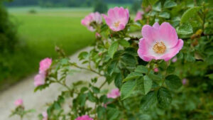 kwiaty dzikiej róży przepisy domowe
