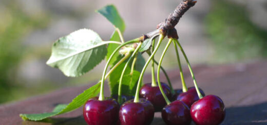 Wiśnie - lecznicze właściwości owoców, liści i ogonków