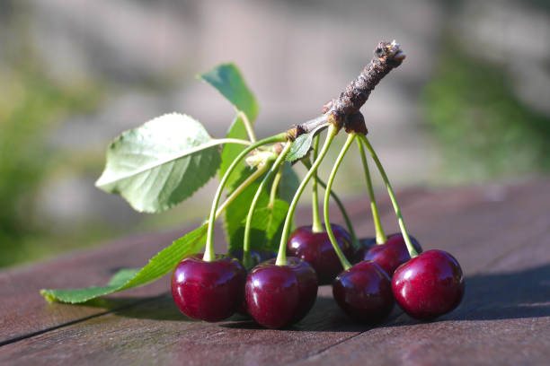 Wiśnie - lecznicze właściwości owoców, liści i ogonków