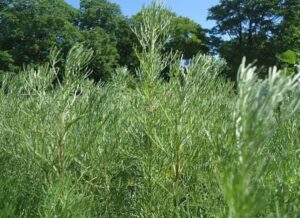Artemisia abrotanum bylica boże drzewko