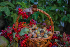 dzikie owoce skarby jesieni na kuracje domowe 