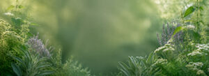 Naturalne zioła i mieszanki ziołowe wspierające świadome dbanie o zdrowie.