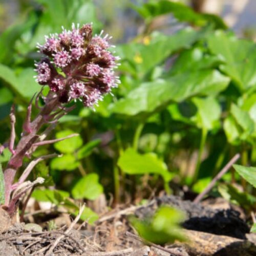 Lepiężnik na dokuczliwe migreny, alergie, stany zapalne i węzły chłonne