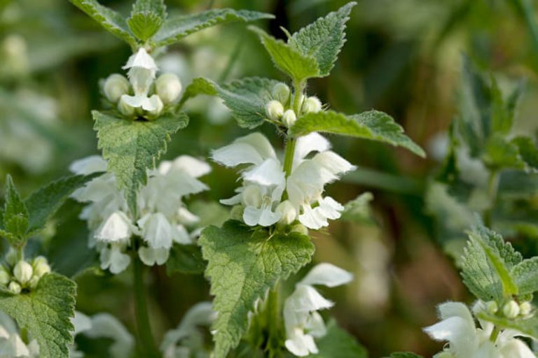 komosa-bia-a-lebioda-zastosowania-od-ywczego-chwastu