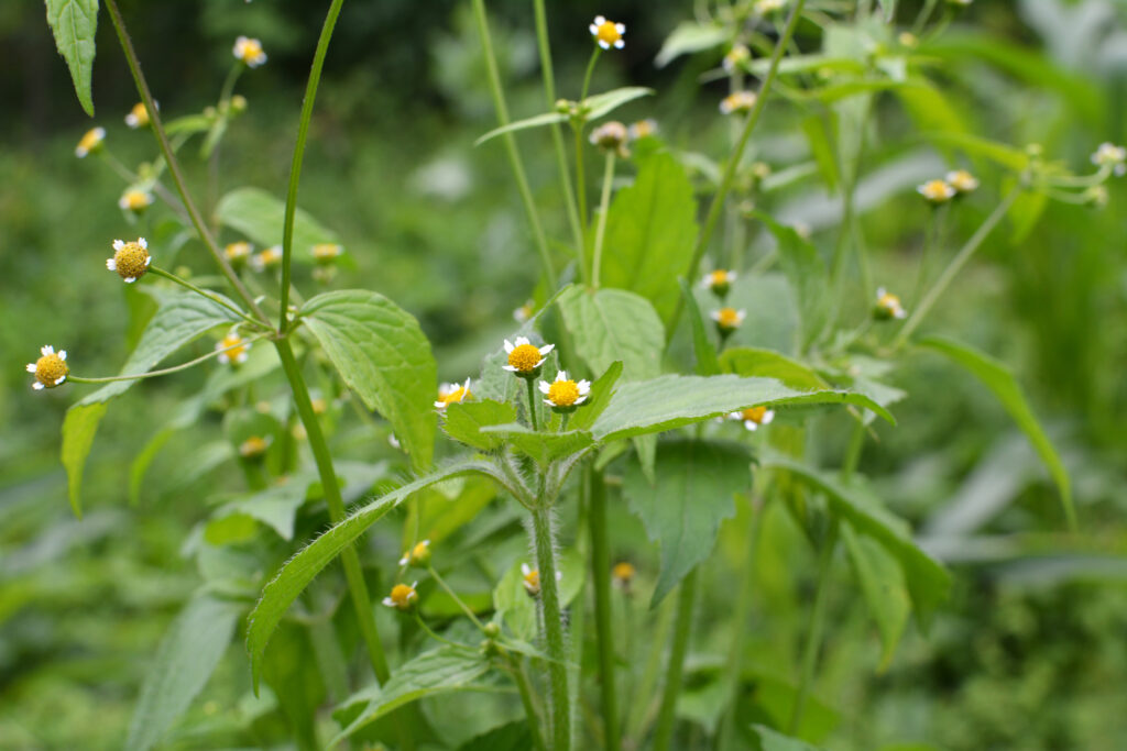 Żółtlica drobnokwiatowa Galinsoga parviflora właściwości lecznicze