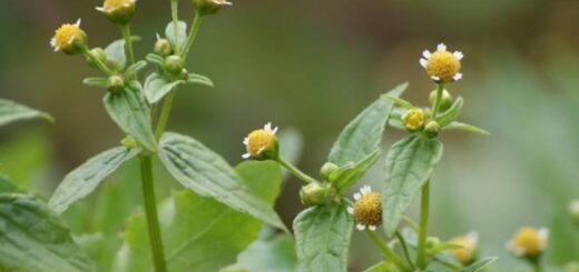 żółtlica drobnokwiatowa jadalny leczniczy chwast