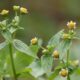 żółtlica drobnokwiatowa jadalny leczniczy chwast