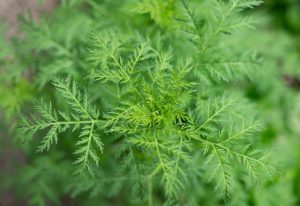 Artemisia annua bylica roczna słodki piołun 