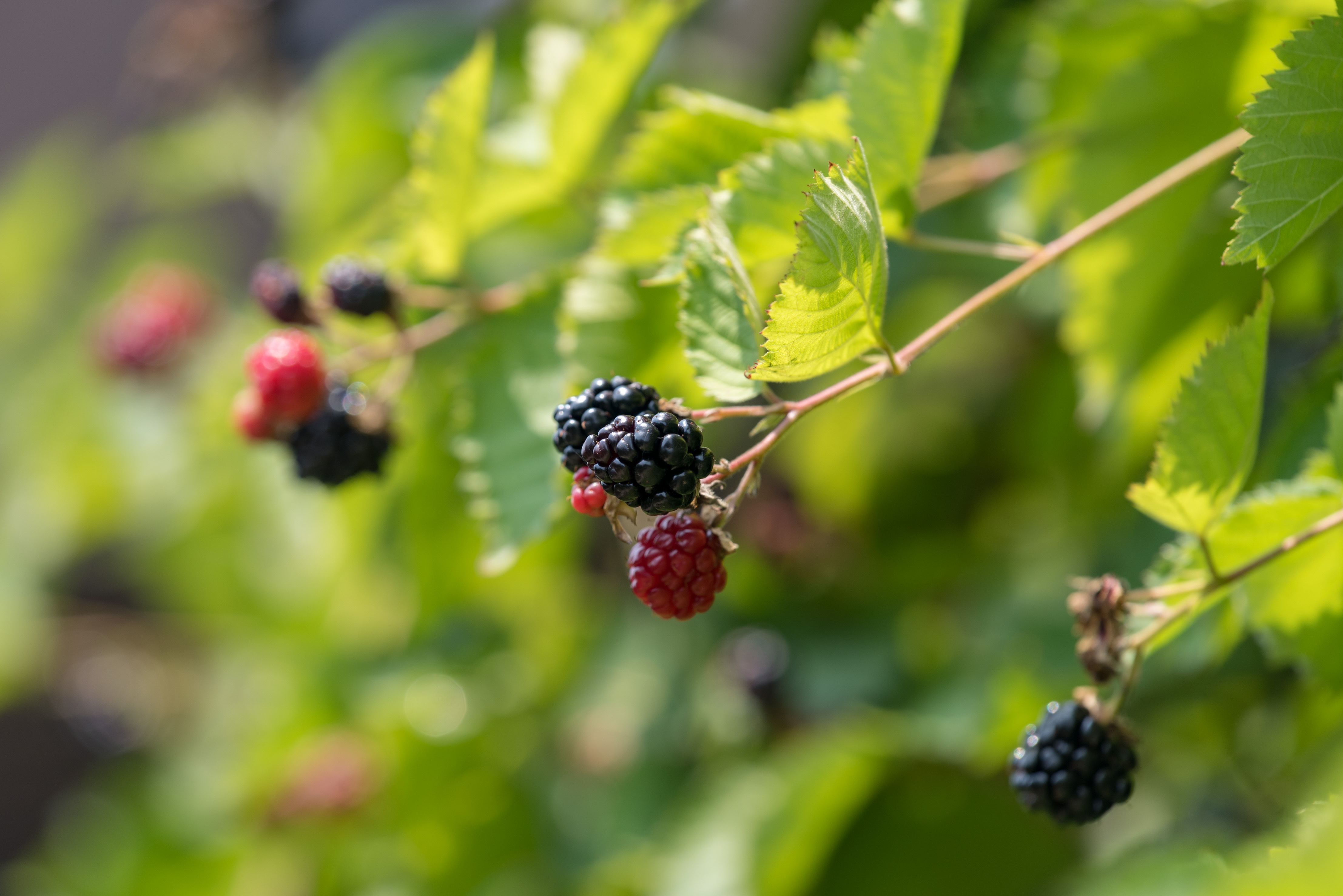 Jeżyny w zielarstwie – liście, kwiaty, pędy, owoce, korzenie