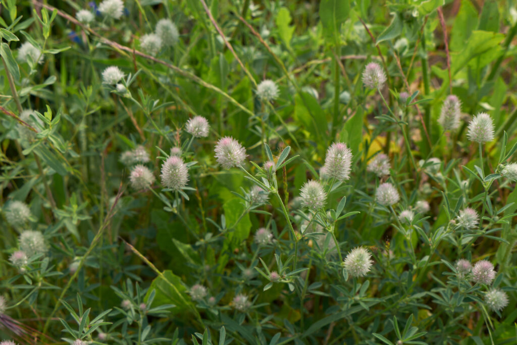 Koniczyna polna Trifolium arvense pospolita roślinka o szerokim działaniu