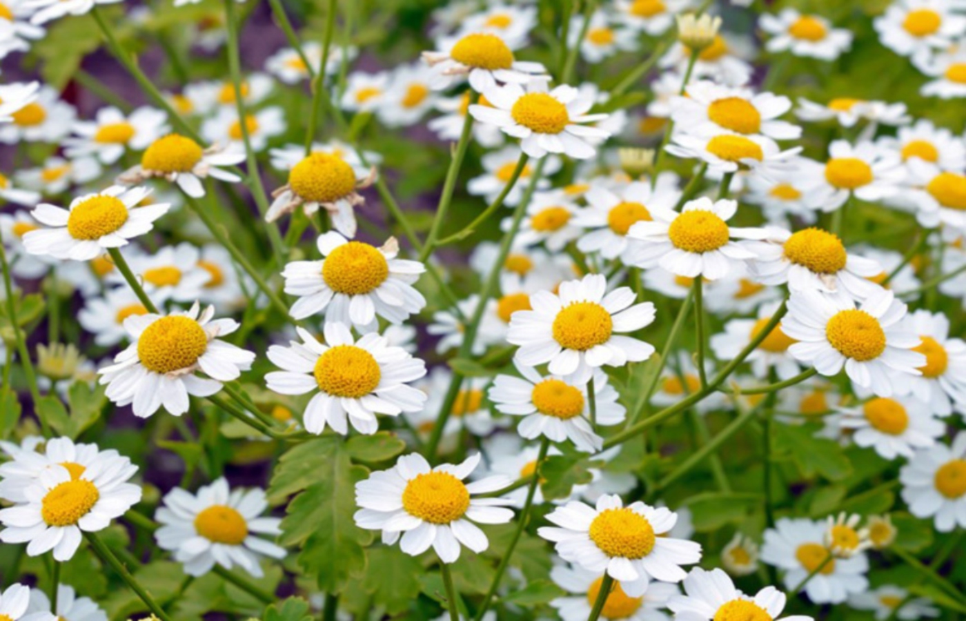 Złocień maruna działanie właściwości przepisy Tanacetum parthenium