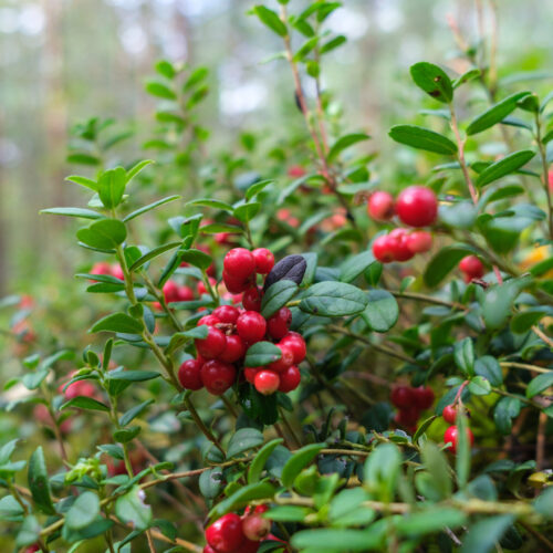 Borówka brusznica Vaccinium vitis-idaea naturalny antybiotyk