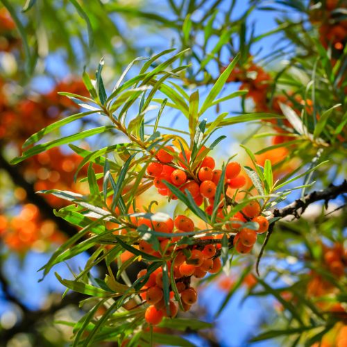 rokitnik Hippophae rhamnoides właściwości