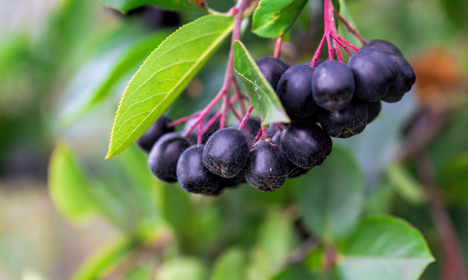 aronia właściwości przepisy przetwory