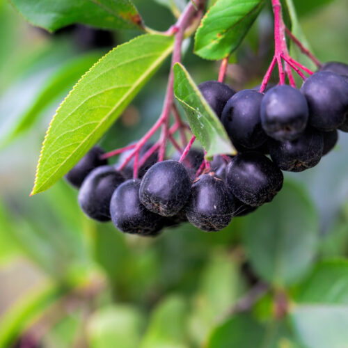 aronia właściwości przepisy przetwory